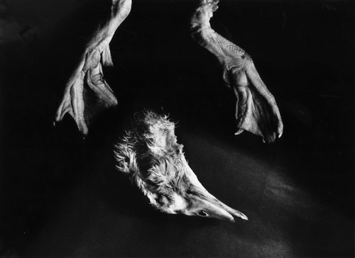 74_vogelman.jpg